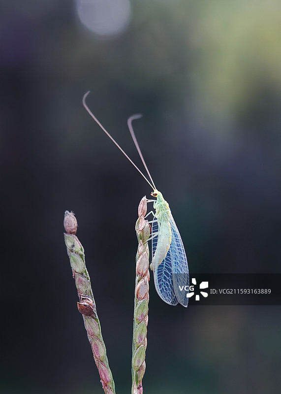 暮光下的小精灵图片素材