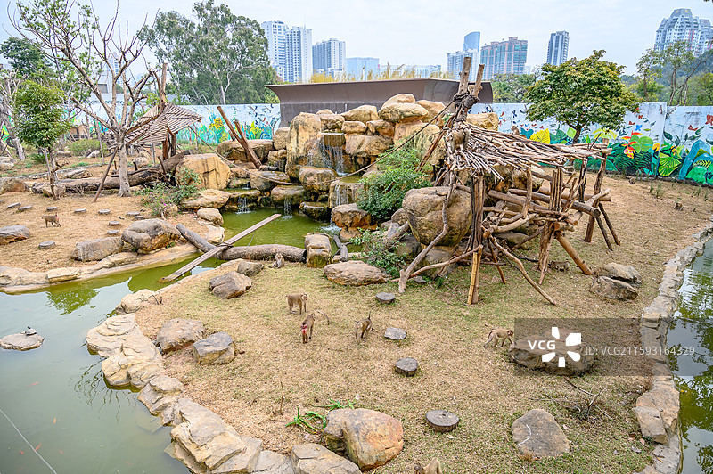 广州市动物园里的猴子山图片素材