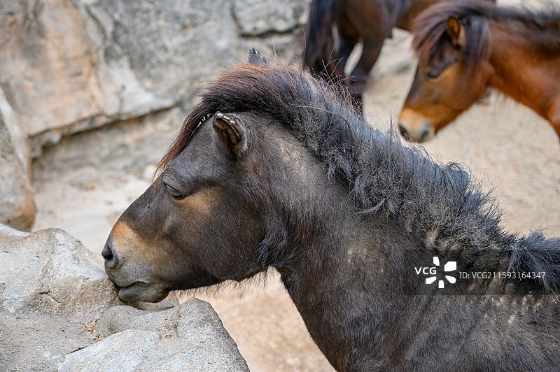 广州市动物园德保矮马图片素材