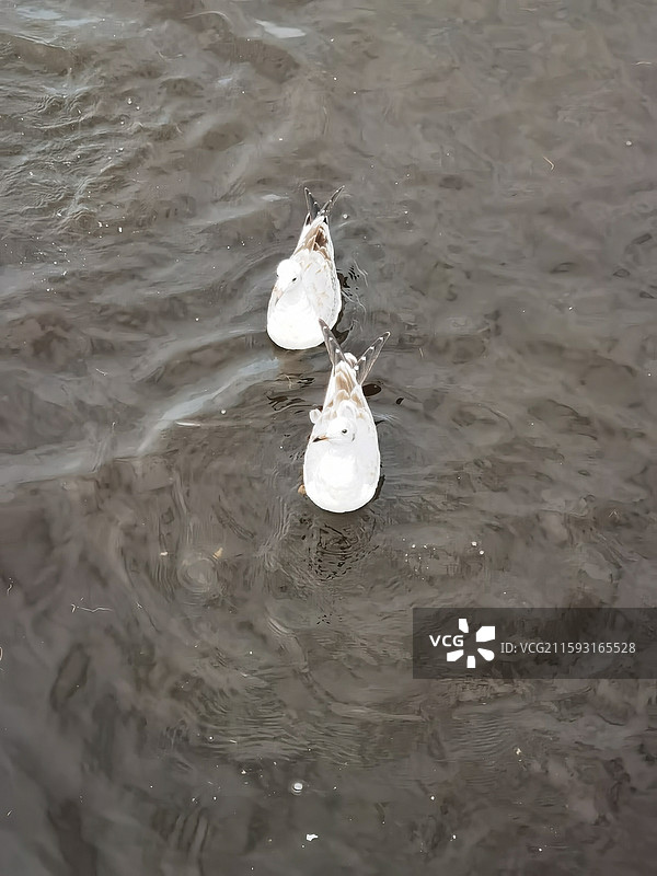 花湖风景图片素材