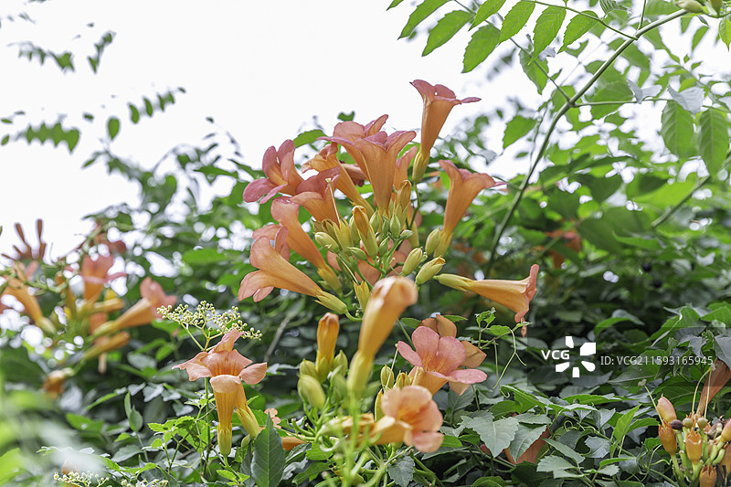 河南省南阳市新野县凌霄花，凌霄为著名的园林花卉之一图片素材