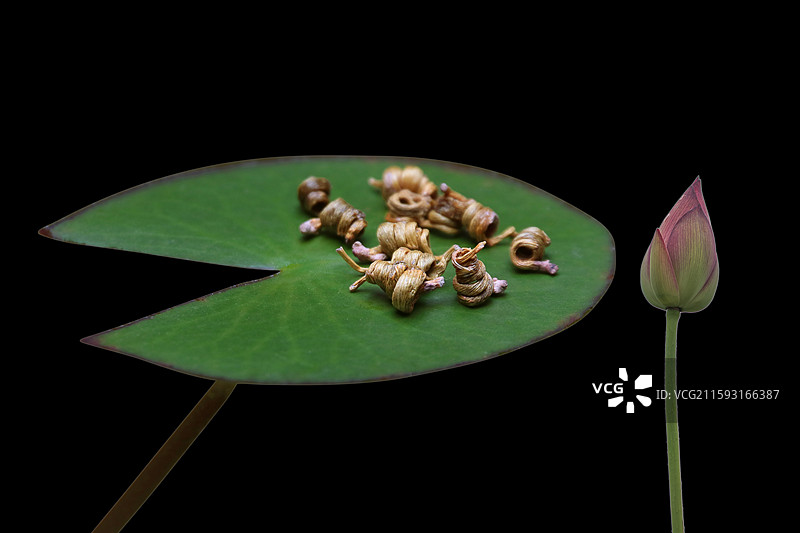 霍山 石斛 米斛图片素材