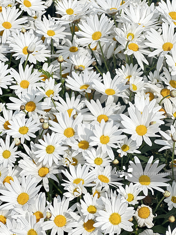 小雏菊图片素材