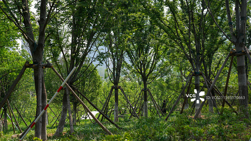 新栽树木支护场景图片素材