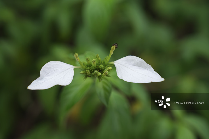 白色叶状中间黄色小花的玉叶金花图片素材
