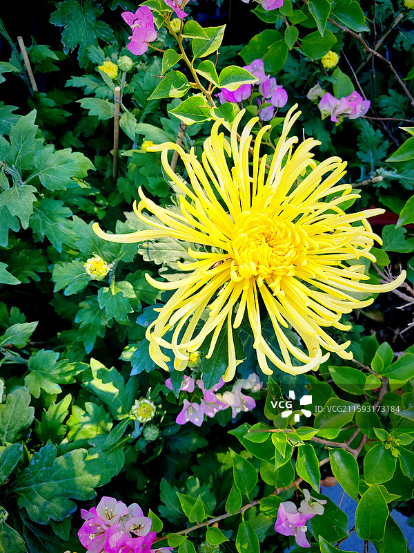 山海关角山长城—金秋菊花展图片素材