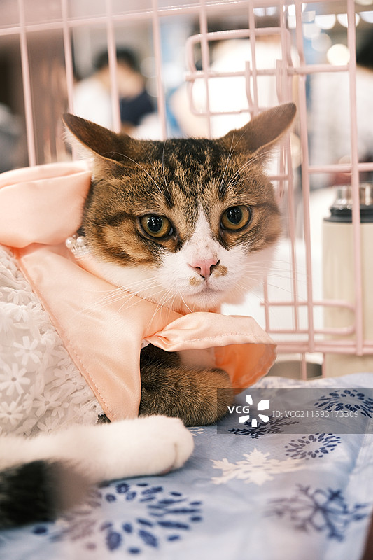 流浪猫救助领养活动现场图片素材