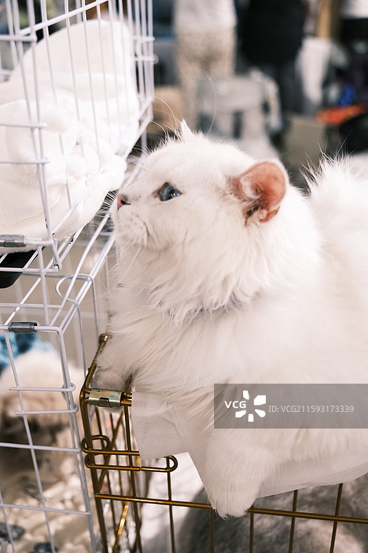 流浪猫救助领养活动现场图片素材