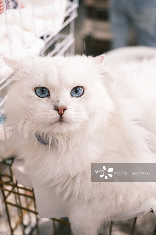 流浪猫救助领养活动现场图片素材