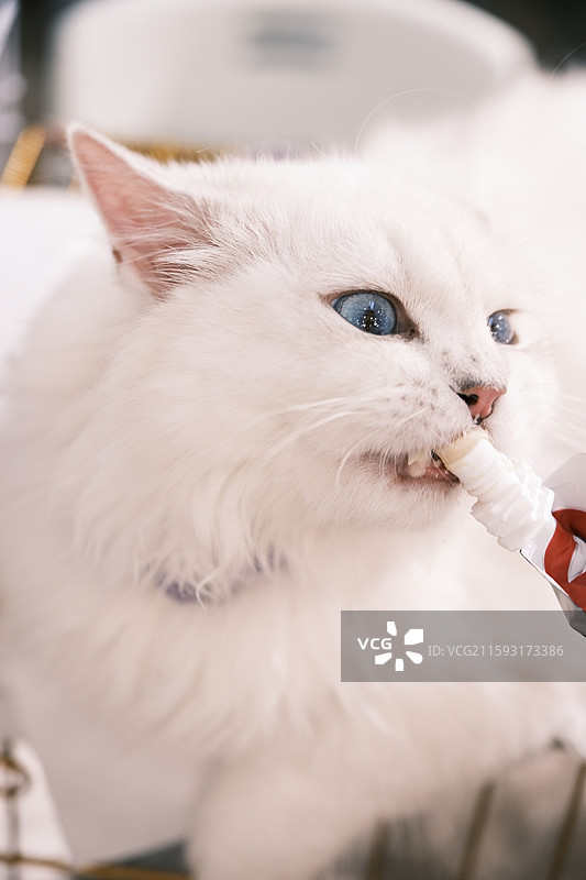 流浪猫救助领养活动现场图片素材