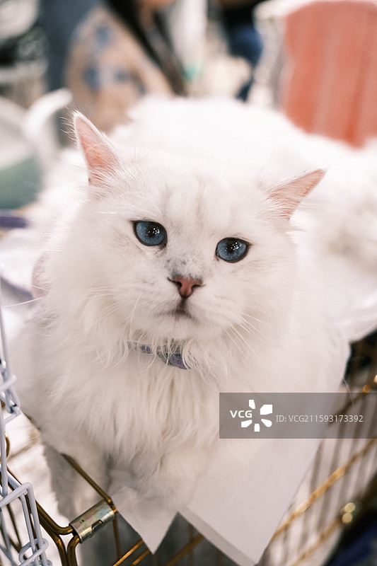 流浪猫救助领养活动现场图片素材