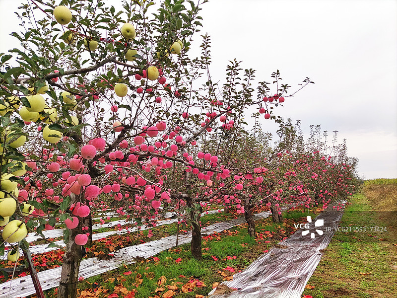 秋天农业丰收季里的白水苹果果园图片素材