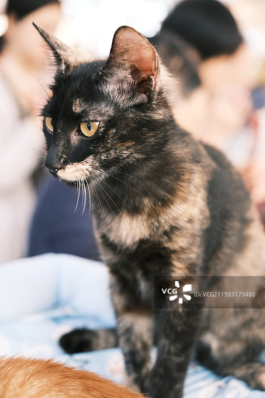 流浪猫救助领养活动现场图片素材