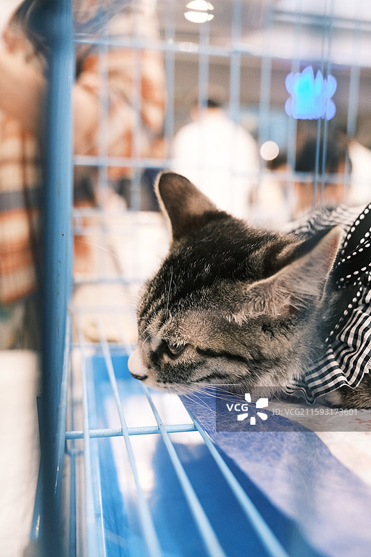 流浪猫救助领养活动现场图片素材