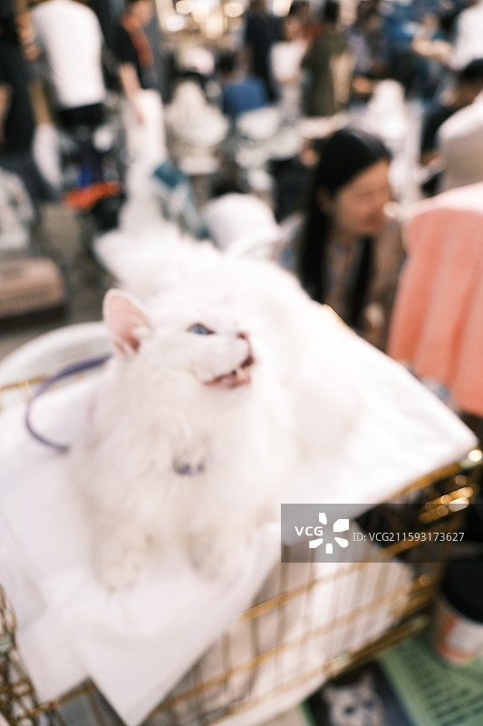 流浪猫救助领养活动现场图片素材