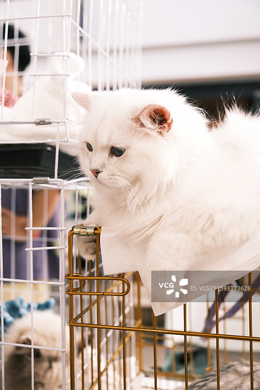 流浪猫救助领养活动现场图片素材