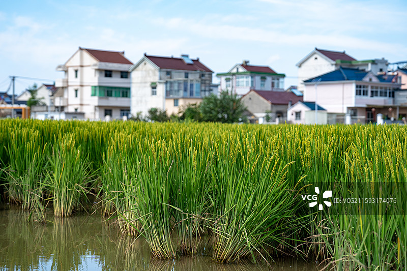 秋天的水稻图片素材