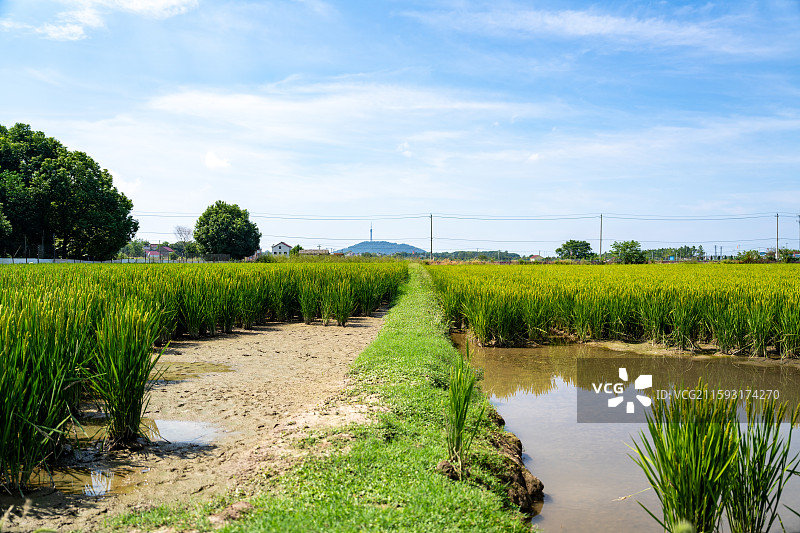 水稻种植图片素材