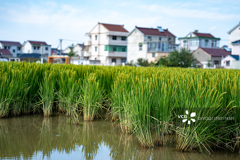 秋天的水稻图片素材