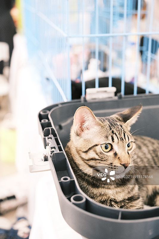 流浪猫救助领养活动现场图片素材