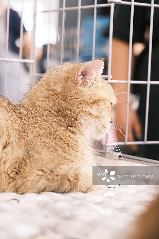 流浪猫救助领养活动现场图片素材