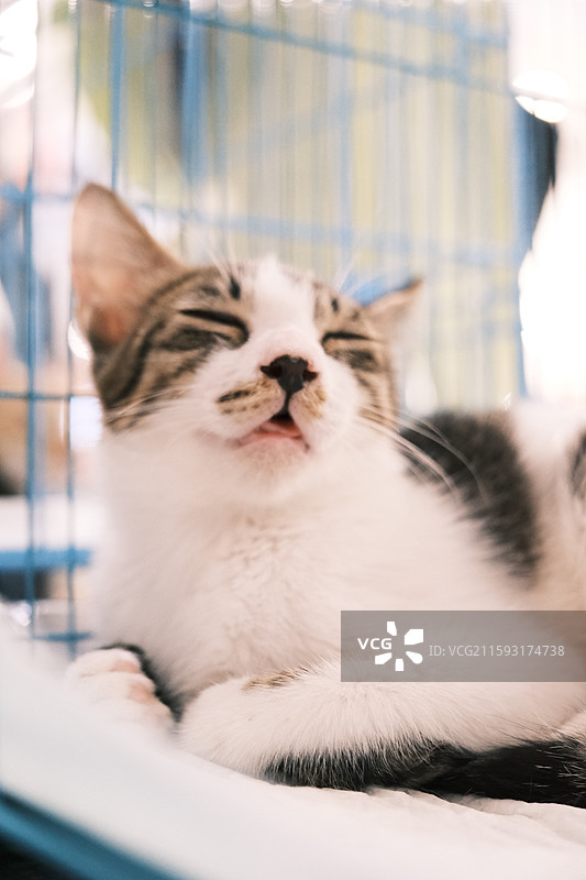 流浪猫救助领养活动现场图片素材