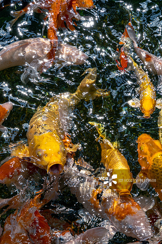 苏州寒山寺锦鲤池图片素材