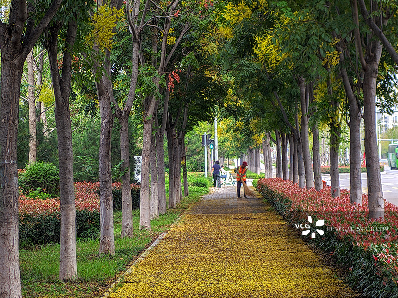 秋分节气，莒县沭东新城路边的栾树开花图片素材
