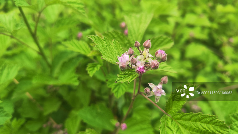 野地里的野生蛇莓花特写图片素材