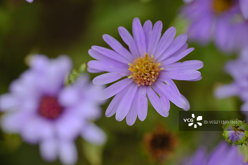 紫菀。城市绿化带里的紫色小花。小野菊狗尾巴草。高清风景背景图图片素材