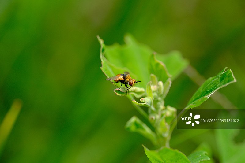 绿草地。野草上的小蜜蜂。苍蝇？高清绿色风景背景图壁纸图片素材