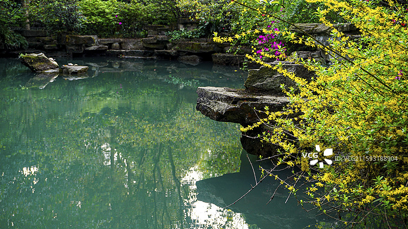 青青池塘边怒放的迎春花图片素材