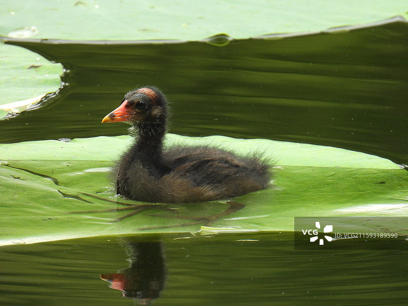 荷叶上的黑水鸡幼鸟特写图片素材