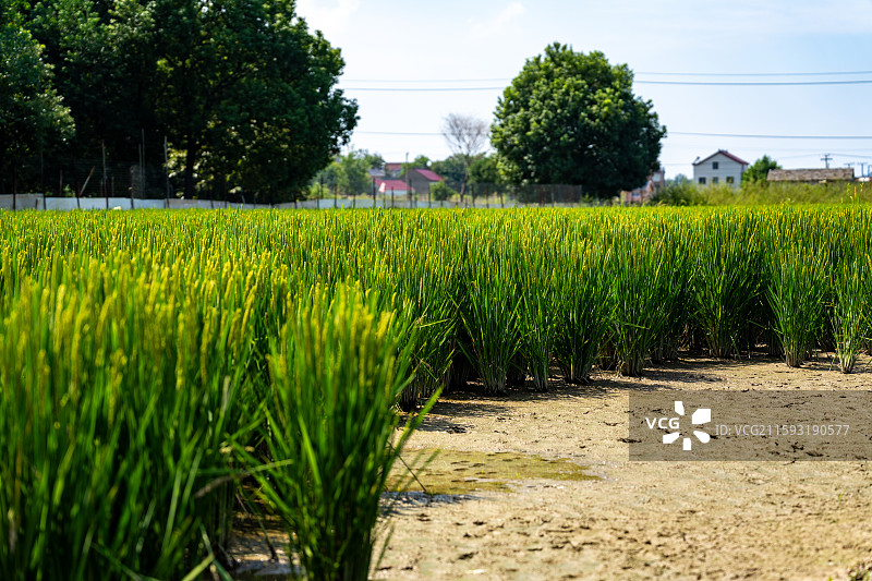 水稻种植图片素材