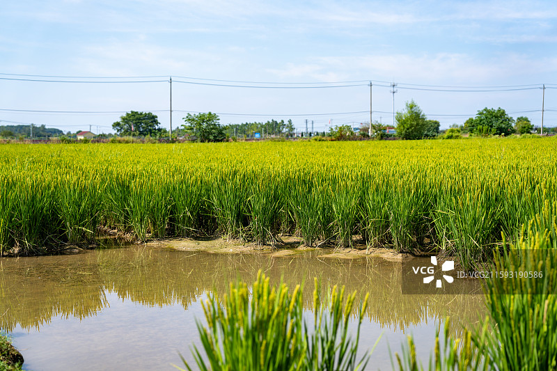 水稻种植图片素材