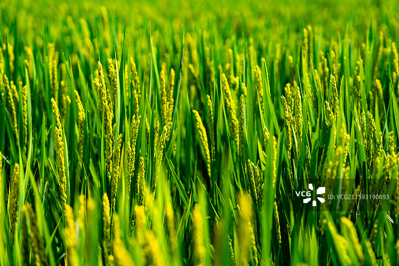水稻种植图片素材