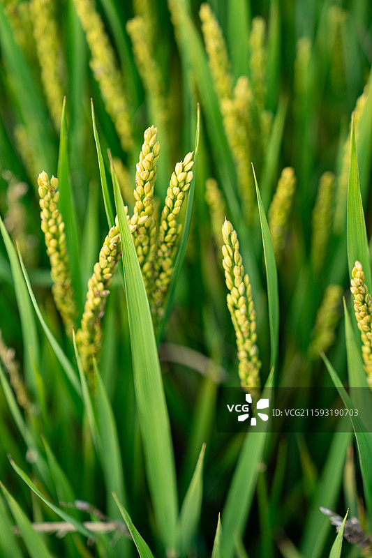 秋天的水稻图片素材