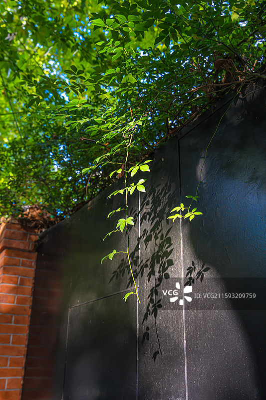 夏天绿色梧桐树下的武康路 街景 海派风情 衡复风貌区图片素材