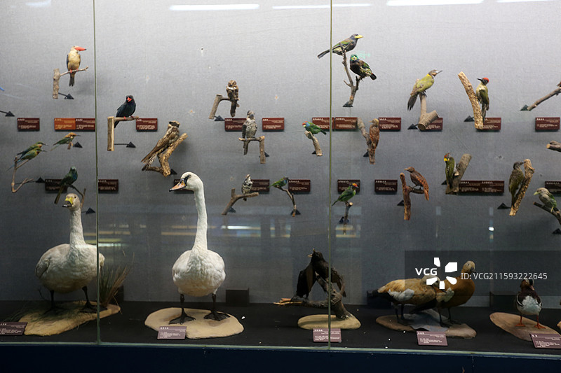 云南省昆明动物博物馆禽类展览图片素材