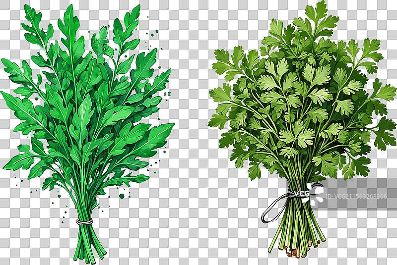 一束绿色的芝麻菜和图片素材