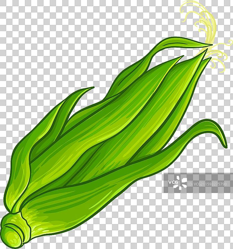 彩色详细的玉米棒图片素材