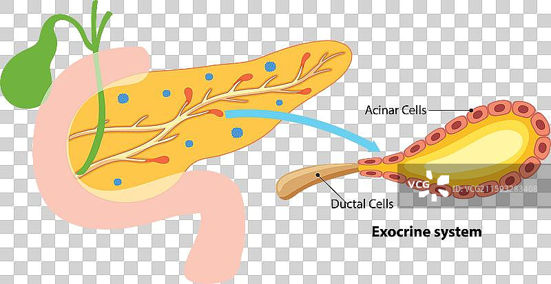 显示腺泡细胞和导管细胞的示意图图片素材