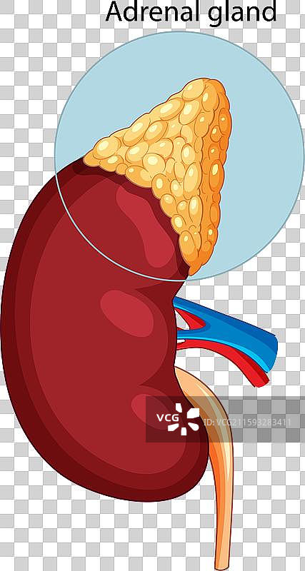 肾脏和肾上腺的详细结构图片素材
