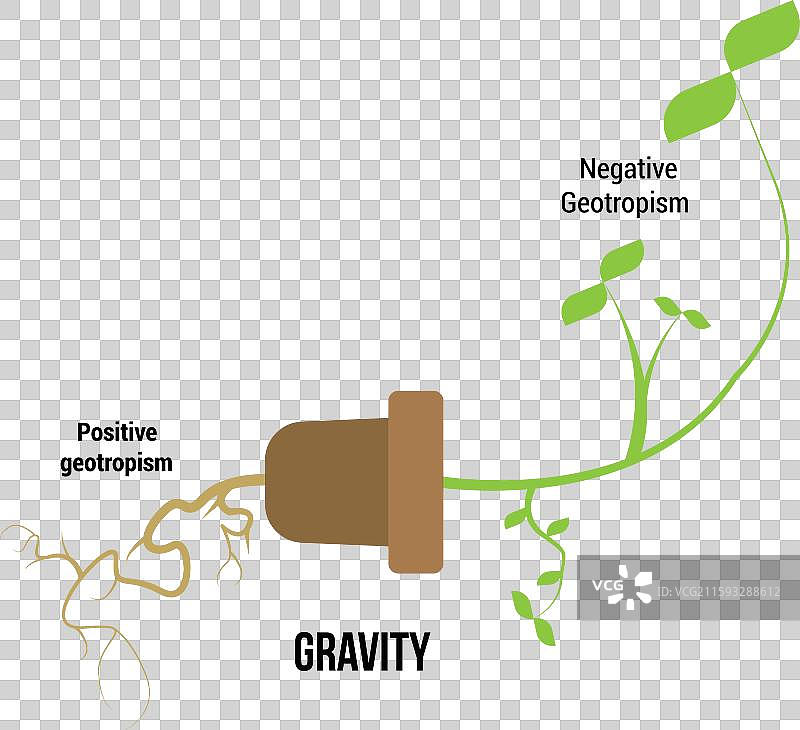 地心引力向性和重力向性的科学设计图片素材
