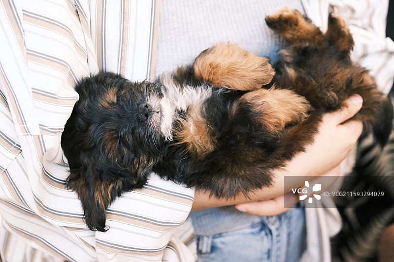领养流浪猫狗的活动现场图片素材