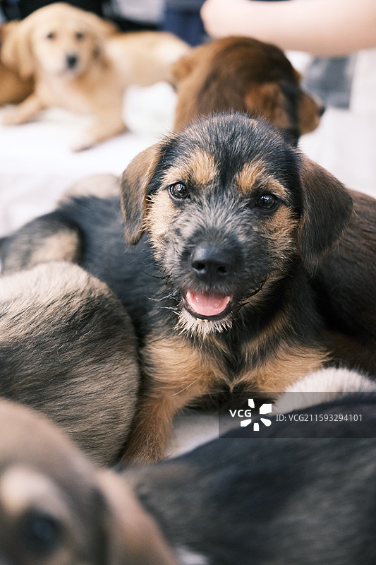 领养流浪猫狗的活动现场图片素材