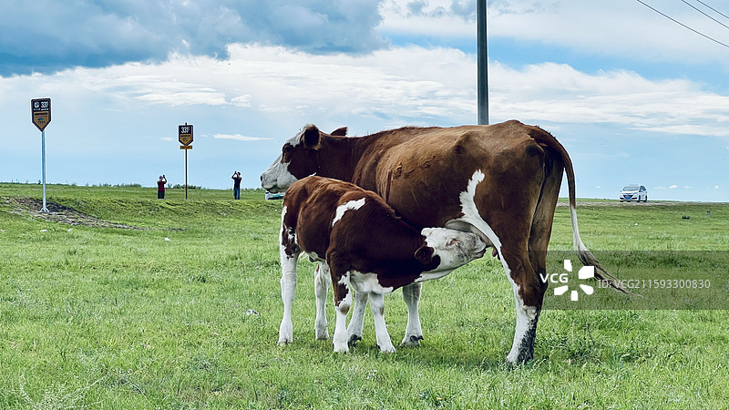 正在喂奶的牛图片素材