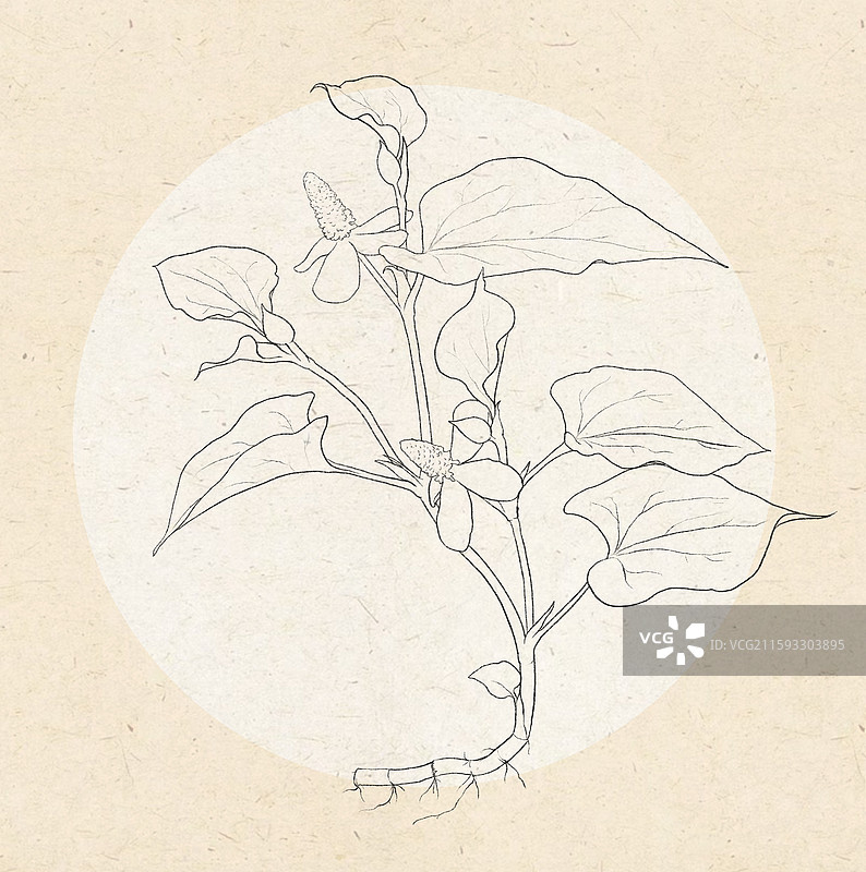 鱼腥草折耳根线稿图片素材