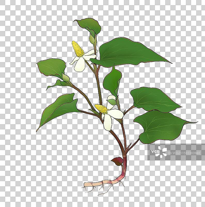 鱼腥草折耳根图片素材