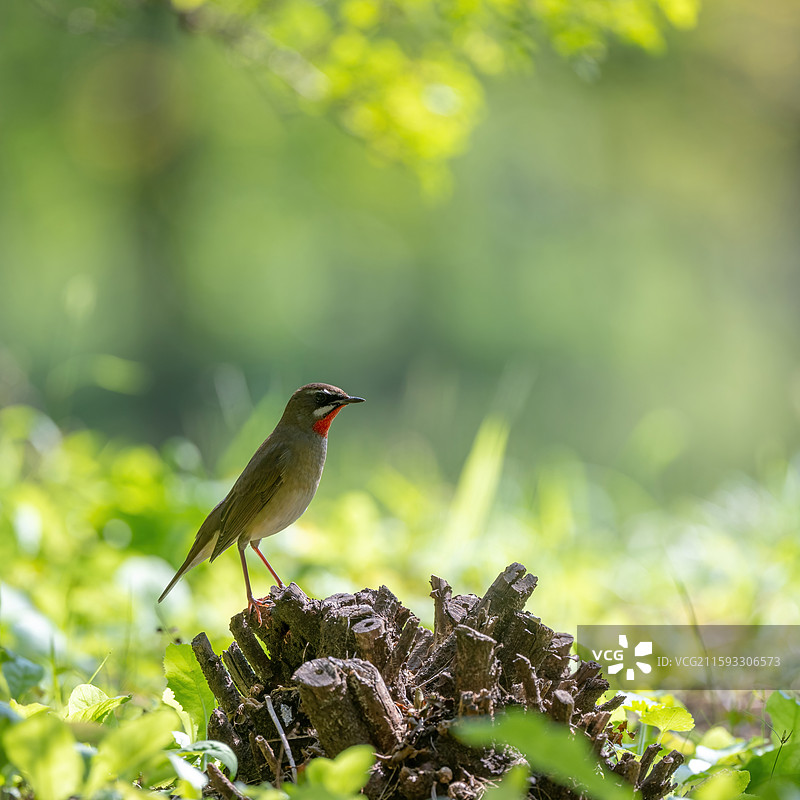 自然生态环境中的红喉歌鸲逆光特写图片素材